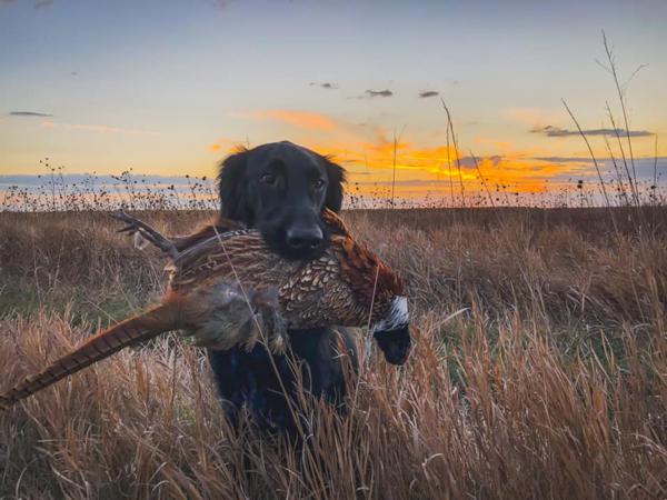 Five Valleys Pheasants Forever Annual Banquet